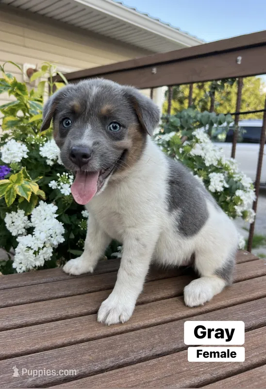 Gray – Australian Cattle Dog, Australian Shepherd puppy for sale in Lamar, MO