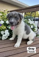 Gray, a female Australian Cattle Dog and Australian Shepherd for sale in Lamar, MO – 1 of 5