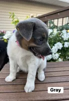 Gray, a female Australian Cattle Dog and Australian Shepherd for sale in Lamar, MO – 3 of 5
