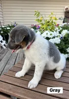 Gray, a female Australian Cattle Dog and Australian Shepherd for sale in Lamar, MO – 4 of 5