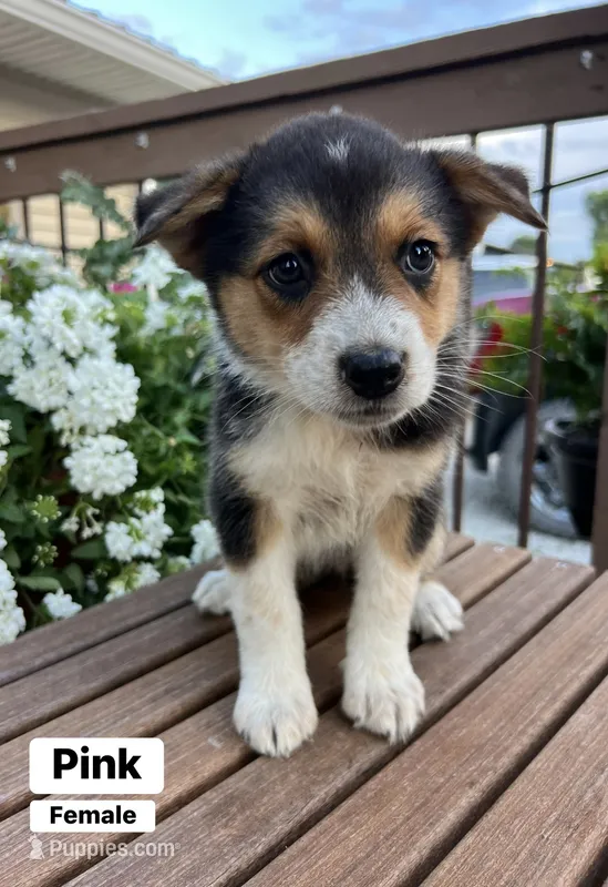 Pink – Australian Cattle Dog, Australian Shepherd puppy for sale in Lamar, MO