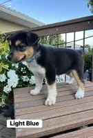 Light Blue, a female Australian Cattle Dog and Australian Shepherd for sale in Lamar, MO – 2 of 2