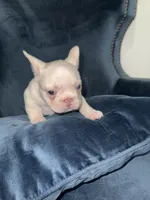 Angel, a female French Bulldog for sale in North Hollywood, CA – 3 of 5