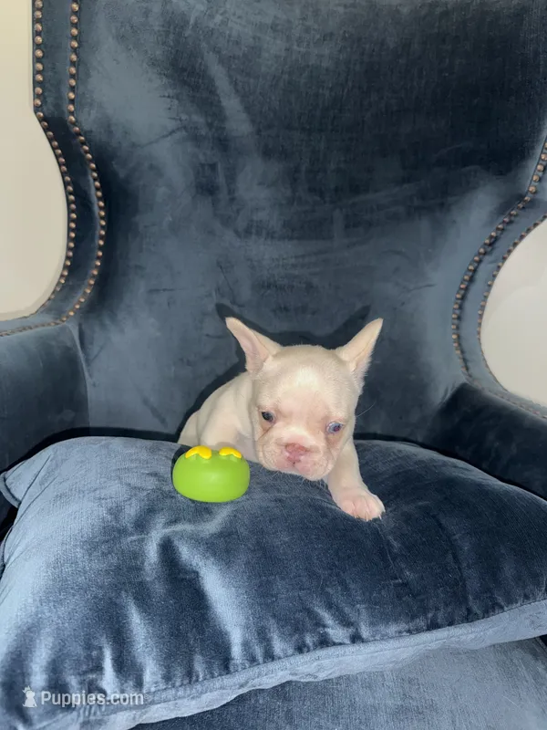 Angel – French Bulldog puppy for sale in North Hollywood, CA