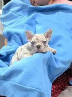 Lili, a female French Bulldog for sale in North Hollywood, CA – 2 of 4