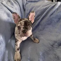 Milo, a male French Bulldog for sale in North Hollywood, CA – 3 of 6