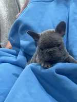 Blue , a male French Bulldog for sale in North Hollywood, CA – 3 of 4