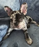 Milo, a male French Bulldog for sale in North Hollywood, CA – 1 of 6