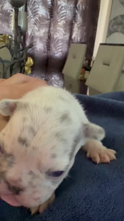 Lili, a female French Bulldog for sale in North Hollywood, CA – 4 of 4