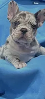 Shanel, a female French Bulldog for sale in North Hollywood, CA – 2 of 3