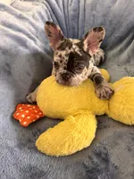 Milo, a male French Bulldog for sale in North Hollywood, CA – 6 of 6