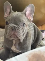 Blue , a male French Bulldog for sale in North Hollywood, CA – 5 of 5