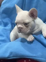 Angel, a female French Bulldog for sale in North Hollywood, CA – 2 of 5