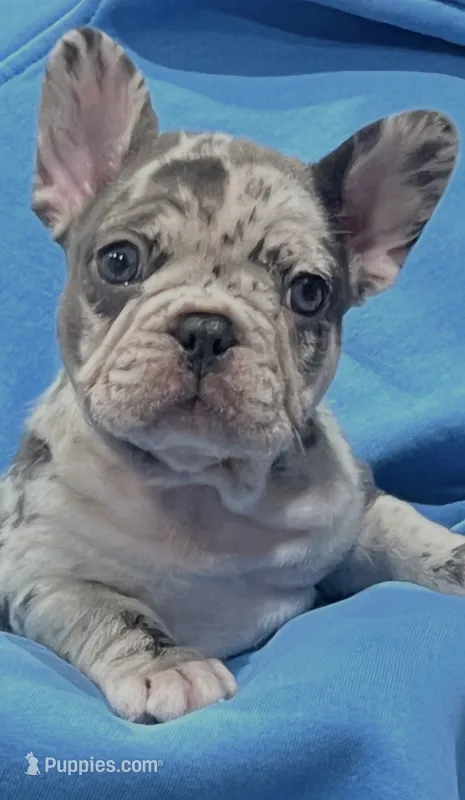 Shanel – French Bulldog puppy for sale in North Hollywood, CA