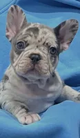 Shanel, a female French Bulldog for sale in North Hollywood, CA – 1 of 3
