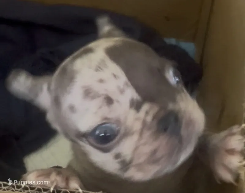 Mini – French Bulldog puppy for sale in North Hollywood, CA