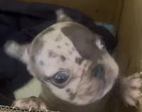 Mini, a male French Bulldog for sale in North Hollywood, CA – 1 of 1