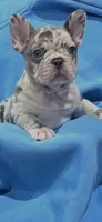 Shanel, a female French Bulldog for sale in North Hollywood, CA – 3 of 3