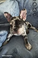 Milo, a male French Bulldog for sale in North Hollywood, CA – 4 of 6
