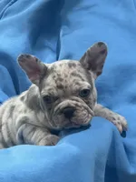 Lili, a female French Bulldog for sale in North Hollywood, CA – 3 of 4