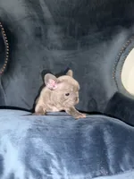 Blue , a male French Bulldog for sale in North Hollywood, CA – 2 of 4