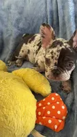 Milo, a male French Bulldog for sale in North Hollywood, CA – 5 of 6
