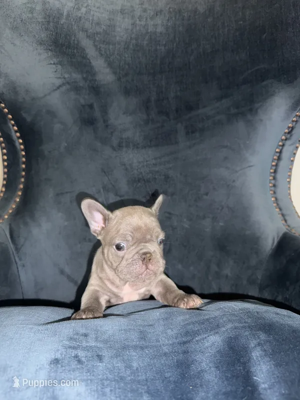 Blue  – French Bulldog puppy for sale in North Hollywood, CA