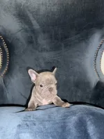 Blue , a male French Bulldog for sale in North Hollywood, CA – 1 of 4