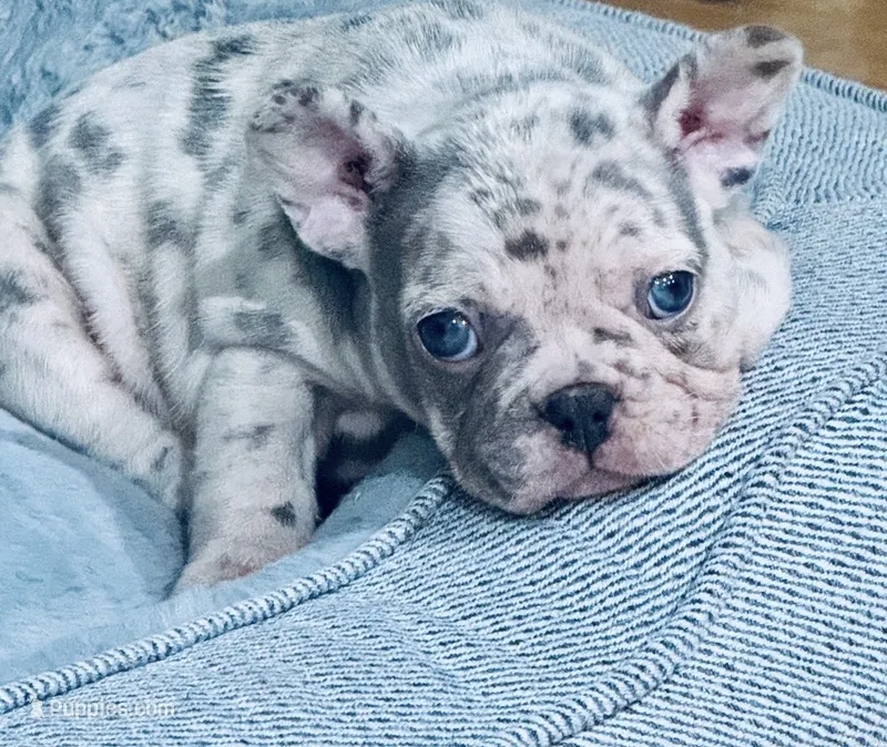 Lili – French Bulldog puppy for sale in North Hollywood, CA