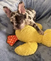Milo, a male French Bulldog for sale in North Hollywood, CA – 2 of 6