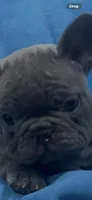 Blue , a male French Bulldog for sale in North Hollywood, CA – 4 of 4