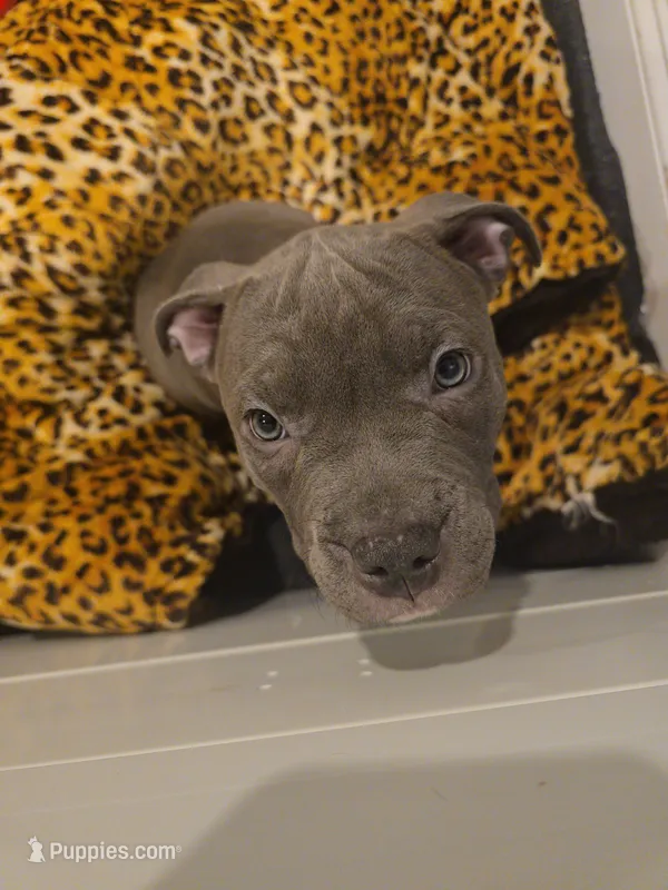 Kookie – American Bully puppy for sale in Lake Station, IN