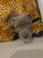 Kookie, a female American Bully for sale in Lake Station, IN – 3 of 3
