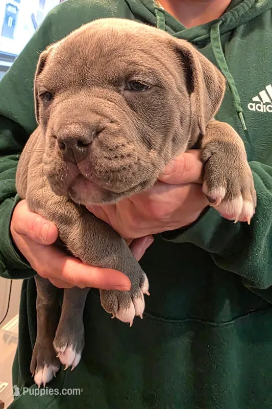 Kookie – American Bully puppy for sale in Lake Station, IN