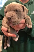 Kookie, a female American Bully for sale in Lake Station, IN – 1 of 3