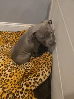 Kookie, a female American Bully for sale in Lake Station, IN – 2 of 3