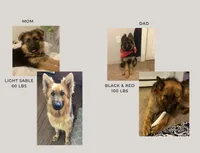Rifle, a male German Shepherd Dog for sale in Colorado City, CO – 6 of 6