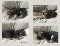 Durango , a male German Shepherd Dog for sale in Colorado City, CO – 3 of 6