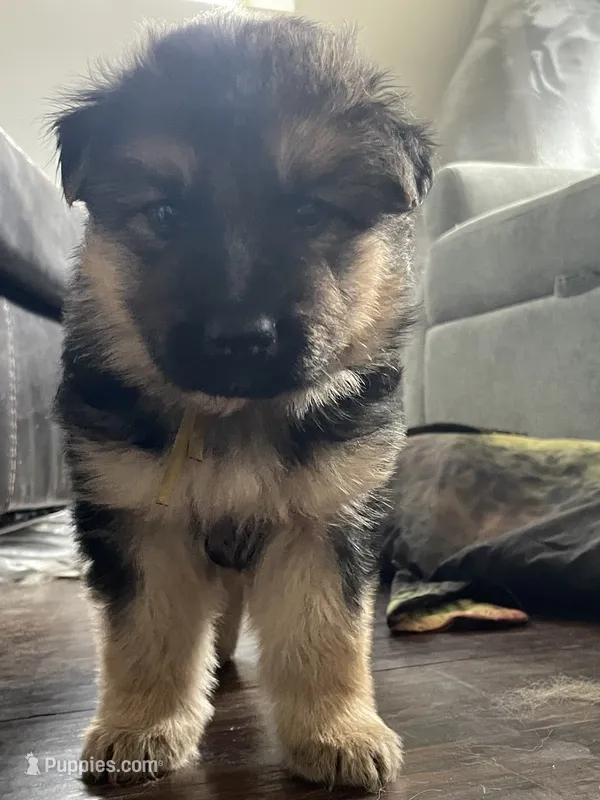 Rifle – German Shepherd Dog puppy for sale in Colorado City, CO