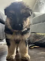 Rifle, a male German Shepherd Dog for sale in Colorado City, CO – 1 of 6