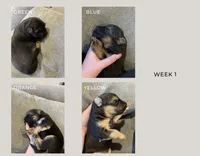 Durango , a male German Shepherd Dog for sale in Colorado City, CO – 2 of 6