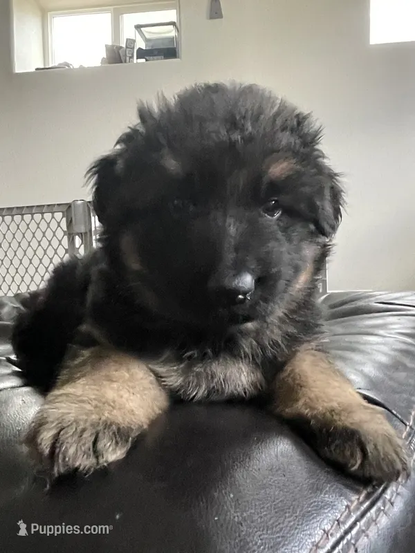 Bennett – German Shepherd Dog puppy for sale in Colorado City, CO