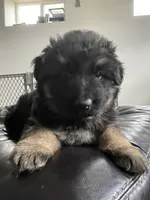 Bennett, a male German Shepherd Dog for sale in Colorado City, CO – 1 of 6