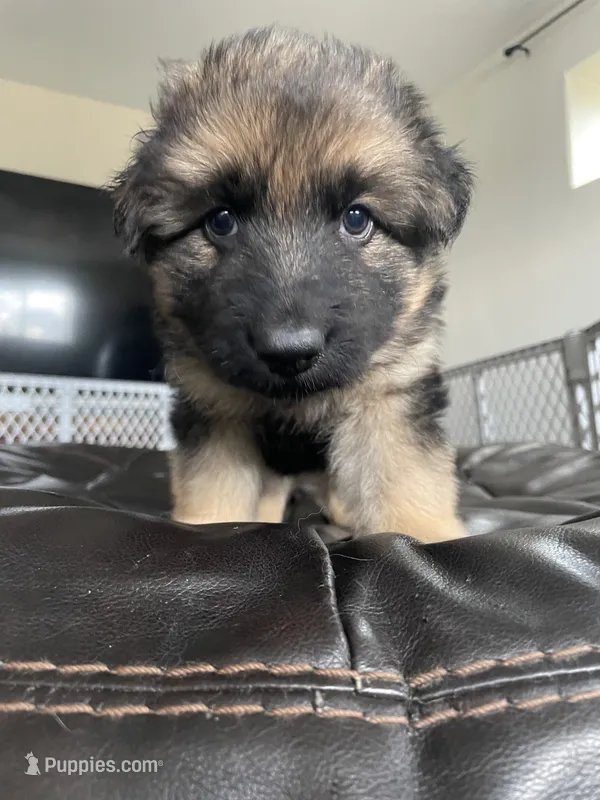 Durango  – German Shepherd Dog puppy for sale in Colorado City, CO