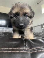 Durango , a male German Shepherd Dog for sale in Colorado City, CO – 1 of 6