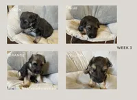 Bennett, a male German Shepherd Dog for sale in Colorado City, CO – 4 of 6