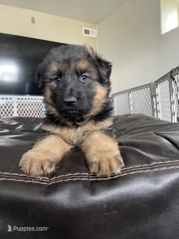 Denver – German Shepherd Dog puppy for sale in Colorado City, CO