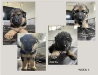 Bennett, a male German Shepherd Dog for sale in Colorado City, CO – 5 of 6