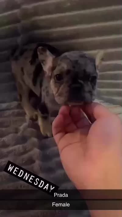 Lily, a female French Bulldog for sale in Cambridge, OH – 1 of 2