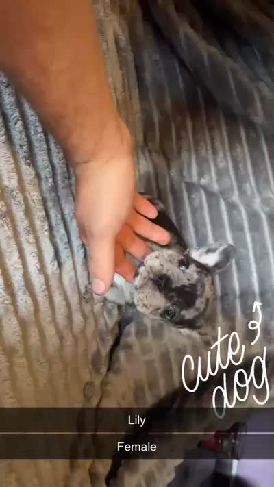 Lily, a female French Bulldog for sale in Cambridge, OH – 2 of 2
